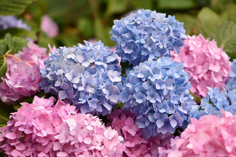 hydrangea (pixabay.com/HelgaKa)
