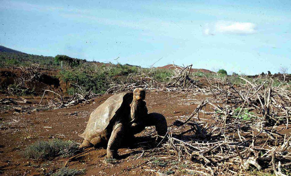 Lonesome George yang terakhir di jenisnya (galapagos.org)