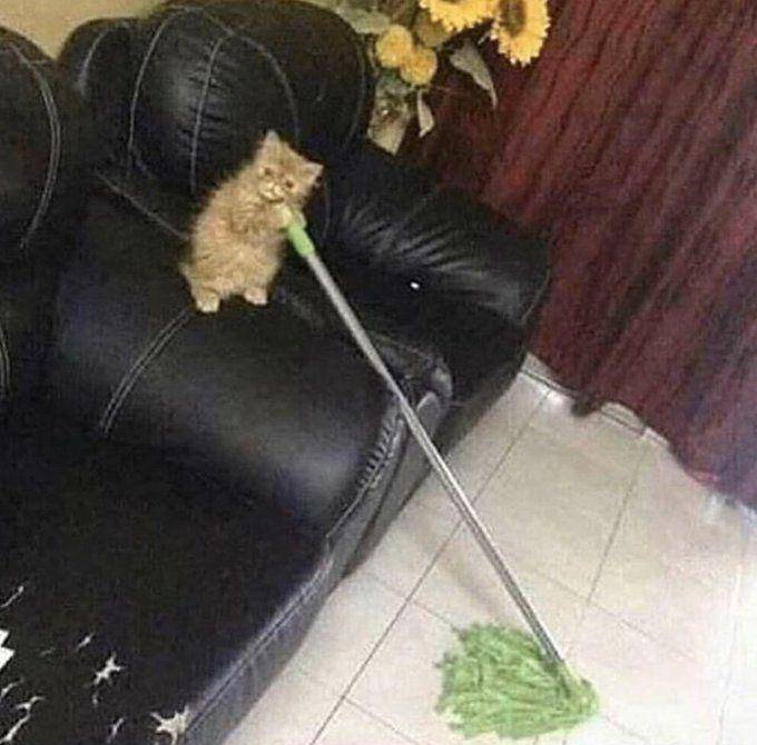 potret kucing melakukan pekerjaan rumah tangga (x.com/CatWorkers)