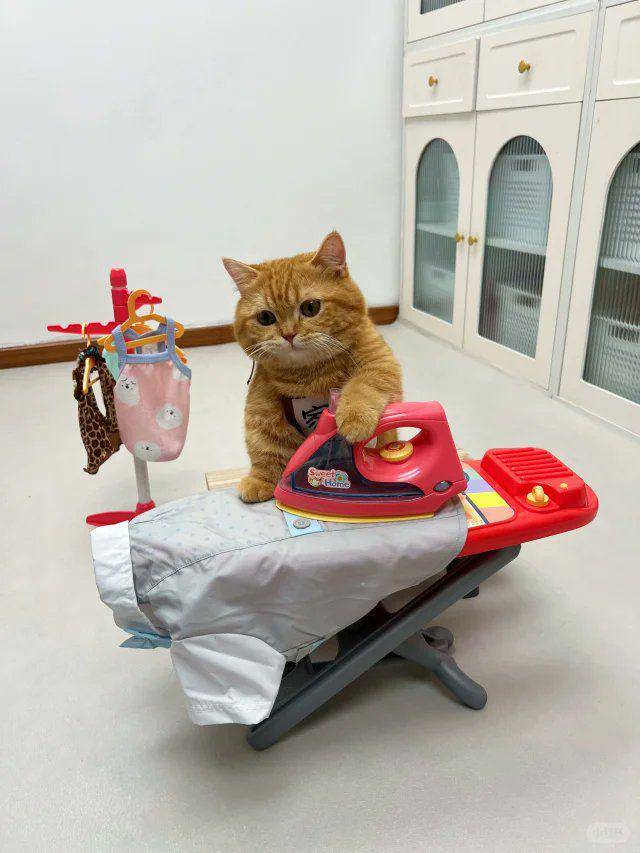 potret kucing melakukan pekerjaan rumah tangga (x.com/PunchingCat)