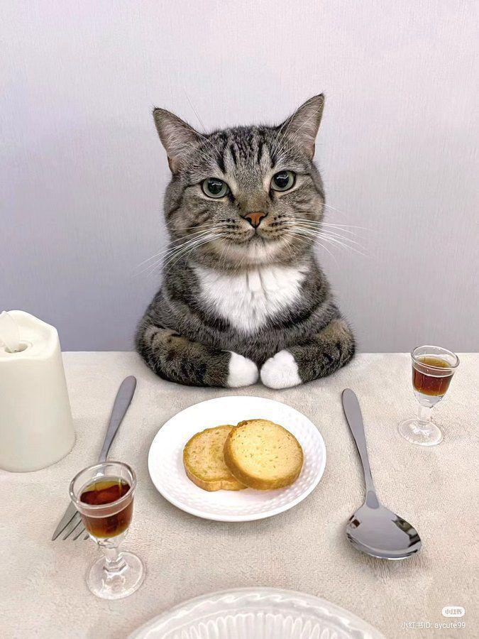 kolase potret kucing ngerti etika makan (x.com/nocontextscats)