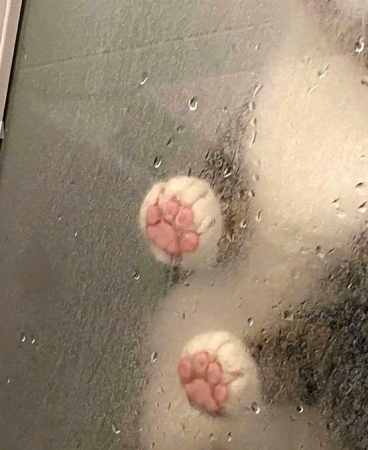 potret paw kucing di balik kucing (x.com/PunchingCat)