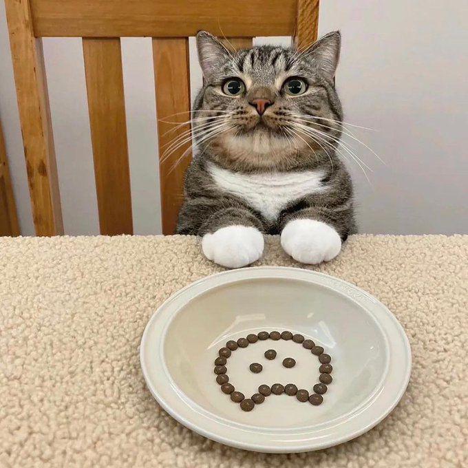 kolase potret kucing ngerti etika makan (x.com/PunchingCat)