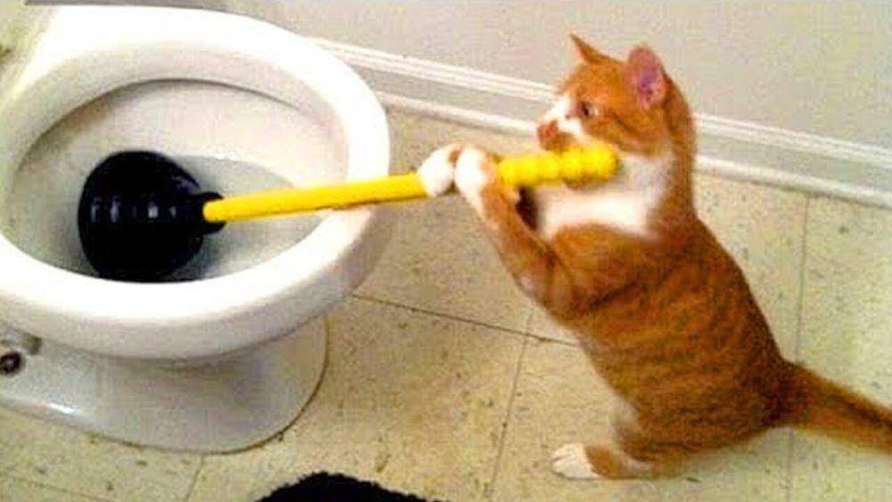 potret kucing melakukan pekerjaan rumah tangga (x.com/CatWorkers)