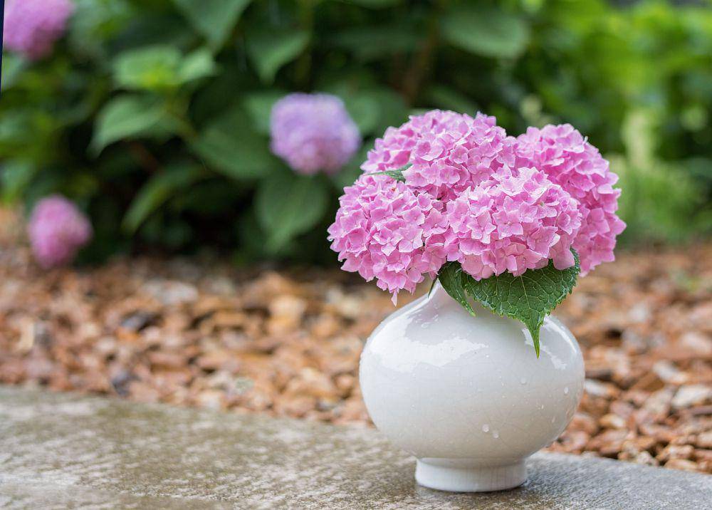 hydrangea di dalam pot (pixabay.com/Pamjpat)