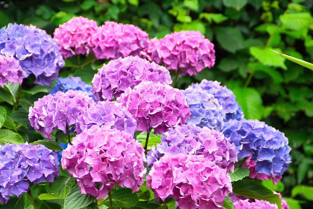 5 Fakta Menarik Hydrangea, Bunga Cantik yang Menyimpan Racun