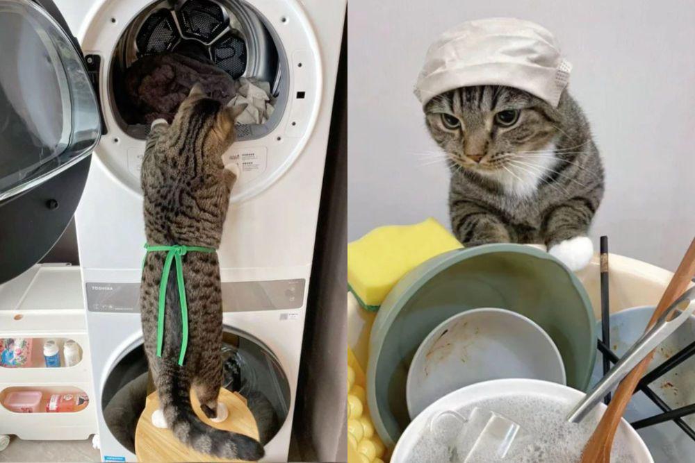 7 Foto Kucing Ngelakuin Pekerjaan Rumah Tangga, Gak Mageran!