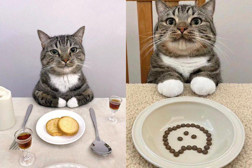 7 Potret Lucu Kucing yang Ngerti Etika Makan, Sopan Banget!