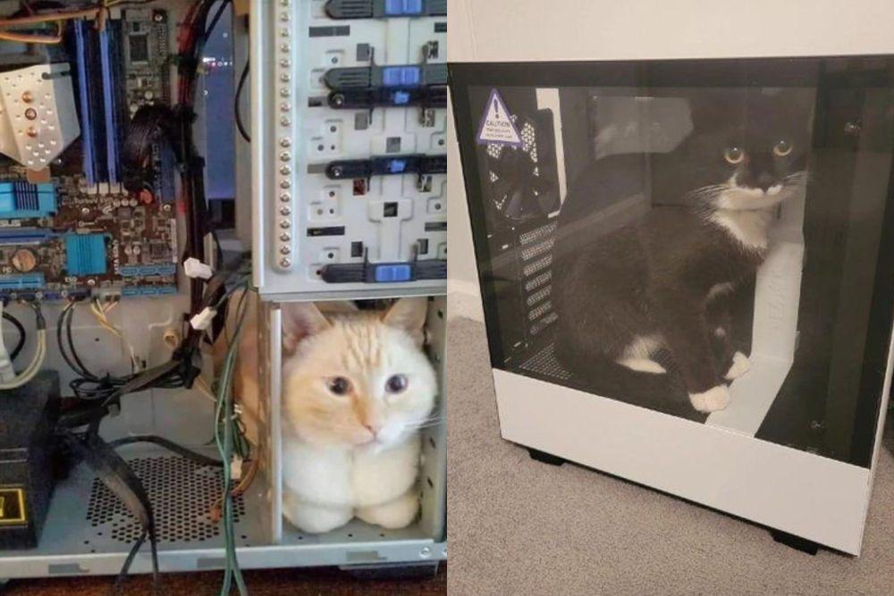 kolase potret kucing di dalam kotak PC (reddit.com/OSRS_Socks I x.com/PunchingCat)