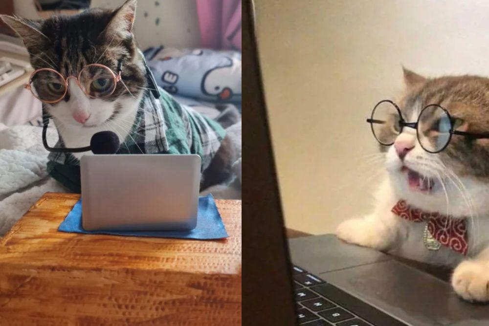 kolase potret kucing bekerja menggunakan kacamata (reddit.com/chayam I reddit.com/amirsabbag31)
