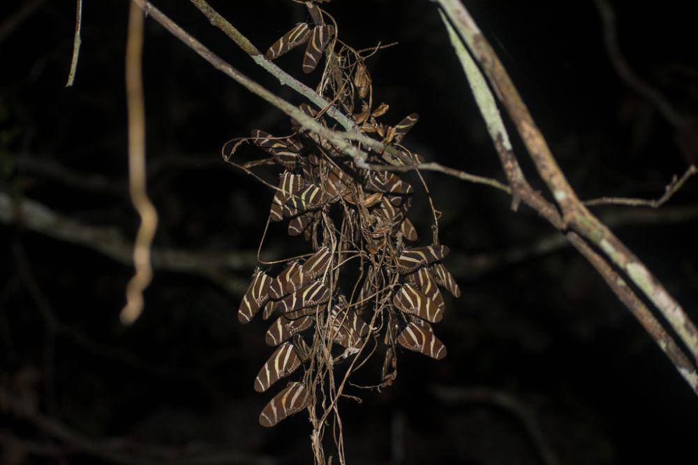 Kupu-kupu zebra sayap panjang (inaturalist.org/Alexander Gutierrez)