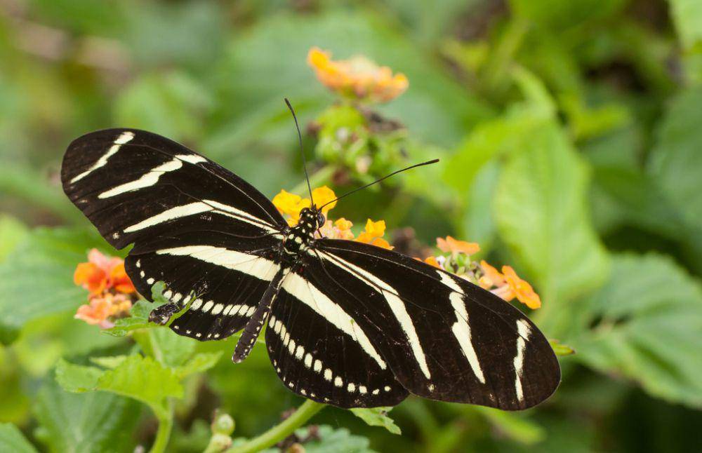 Kupu-kupu zebra sayap panjang (inaturalist.org/Eric Williams)
