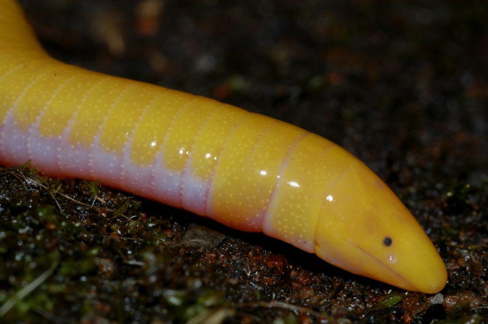 Caecilia (inaturalist.org/Marius Burger)