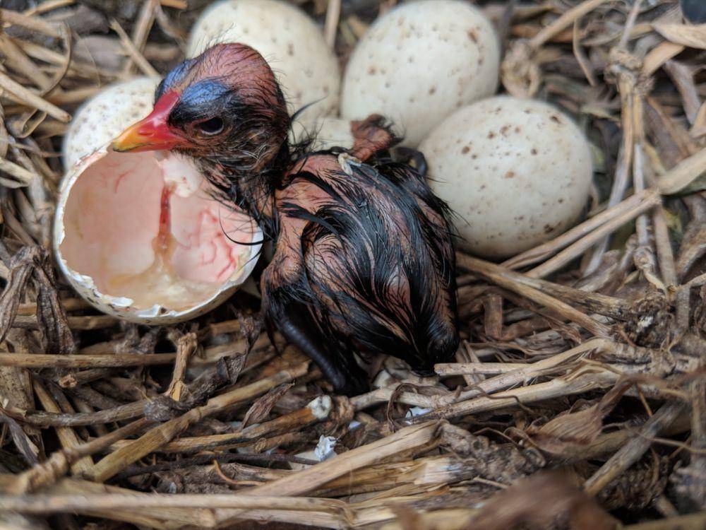 Common gallinule (inaturalist.org/Emily Gati)