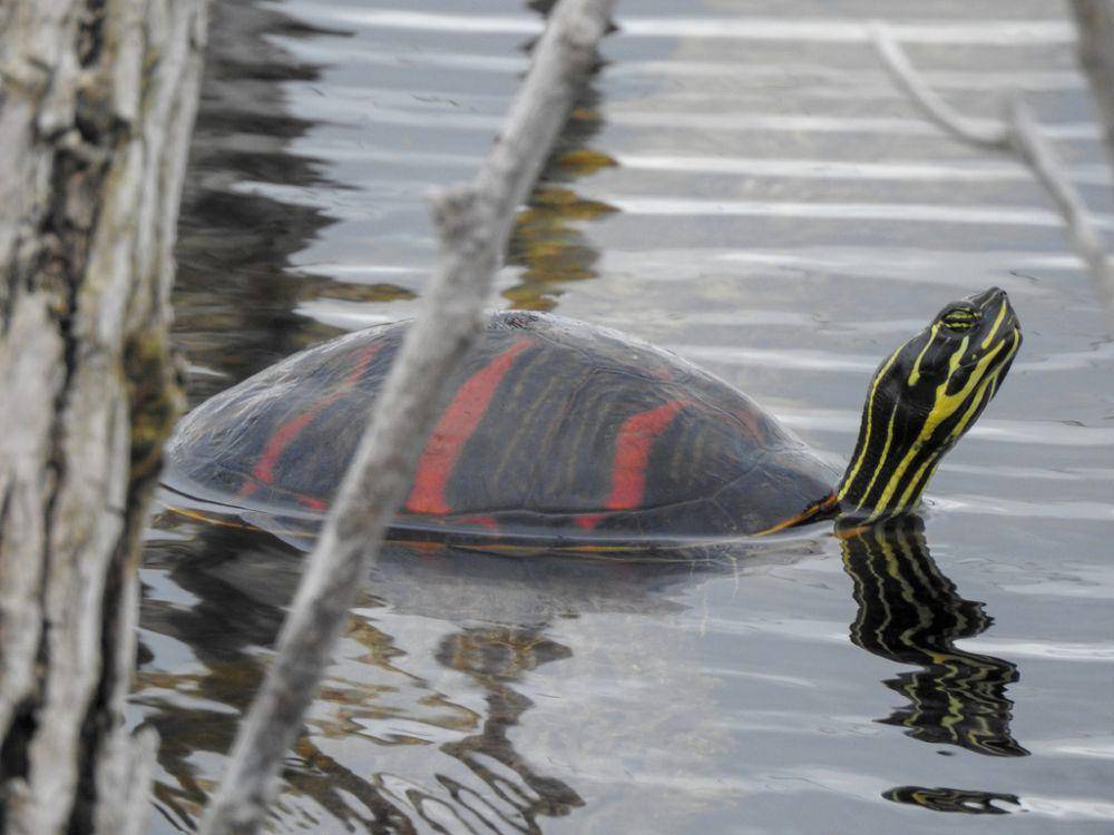 Kura-kura perut merah florida (inaturalist.org/rainbowkitten)