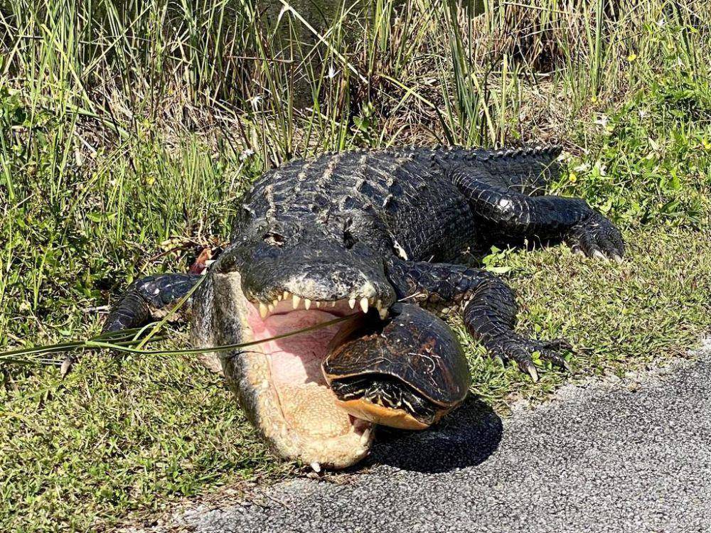 Kura-kura perut merah florida (inaturalist.org/Chloe Brisco)