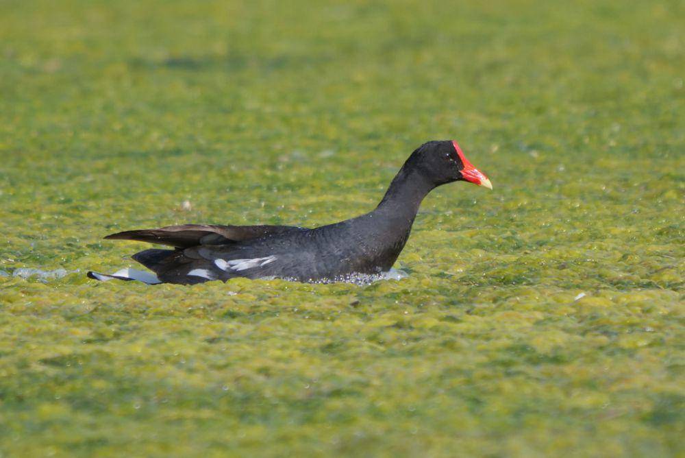 Common gallinule (inaturalist.org/Gustavo Fernando Durán)