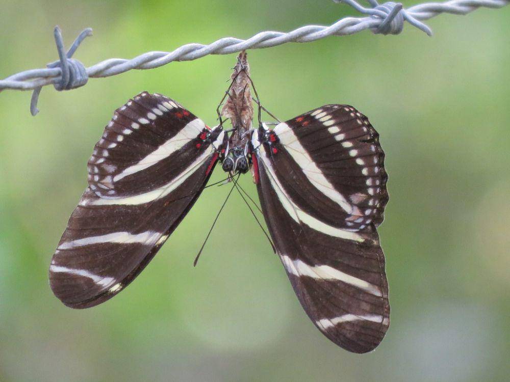 Kupu-kupu zebra sayap panjang (inaturalist.org/juanflores)