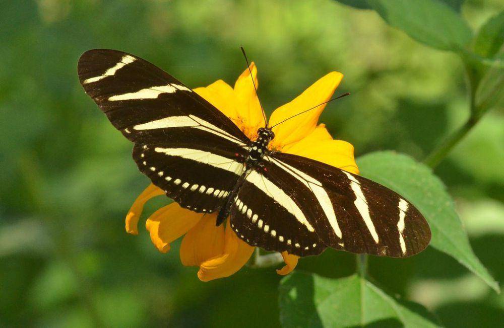 Kupu-kupu zebra sayap panjang (inaturalist.org/Juan Carlos Garcia Morales)