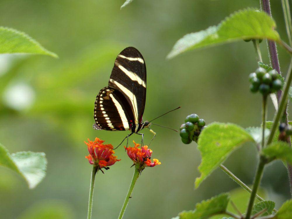Kupu-kupu zebra sayap panjang (inaturalist.org/Edgar Salmerón Barrera)