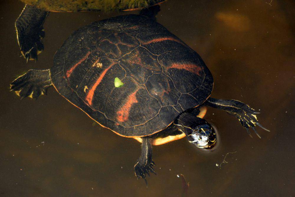 Kura-kura perut merah florida (inaturalist.org/P Buchwald)
