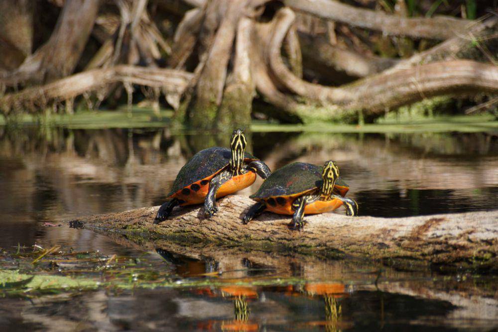 Kura-kura perut merah florida (inaturalist.org/rbstrs1716)