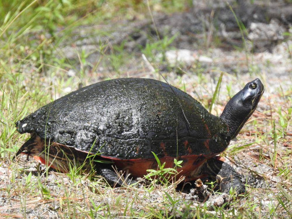 Kura-kura perut merah florida (inaturalist.org/bradleysmith)