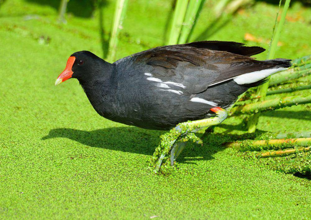 Common gallinule (inaturalist.org/Ad Konings)