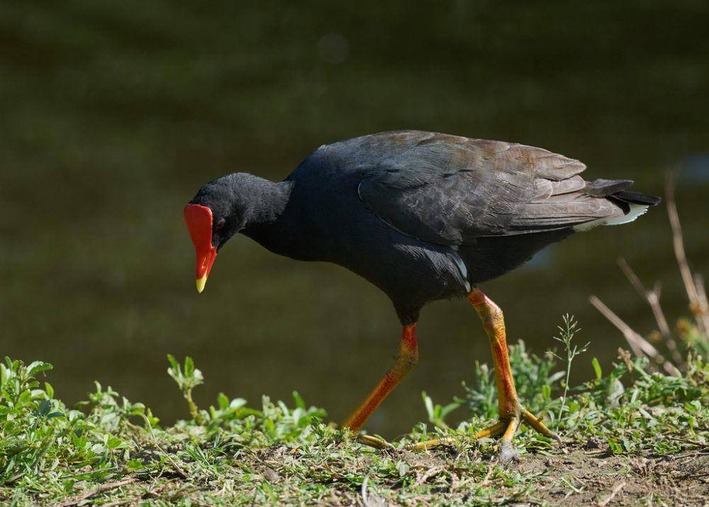 Common gallinule (inaturalist.org/Tom Mills)