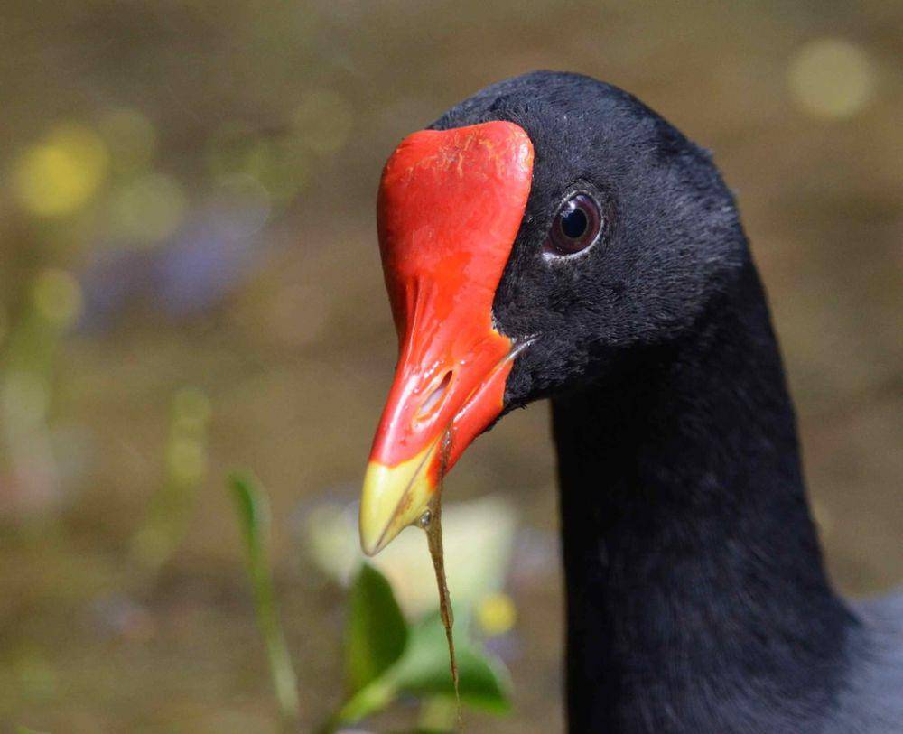 Common gallinule (inaturalist.org/Kaitlin Backlund)