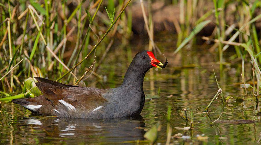 Common gallinule (inaturalist.org/Paul Cools)