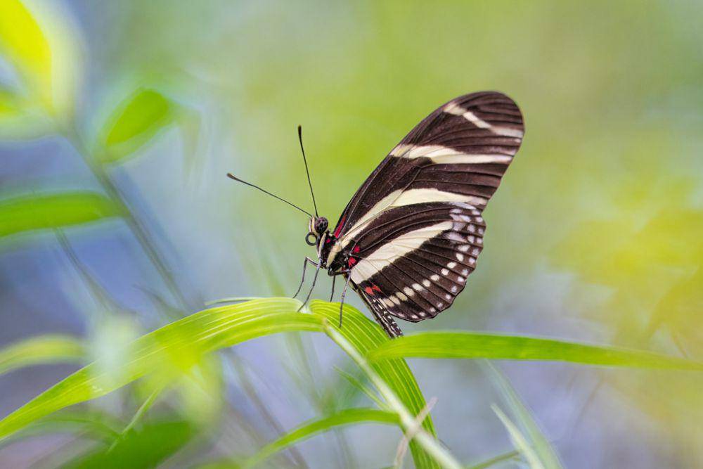 Kupu-kupu zebra sayap panjang (inaturalist.org/Dan LaVorgna)