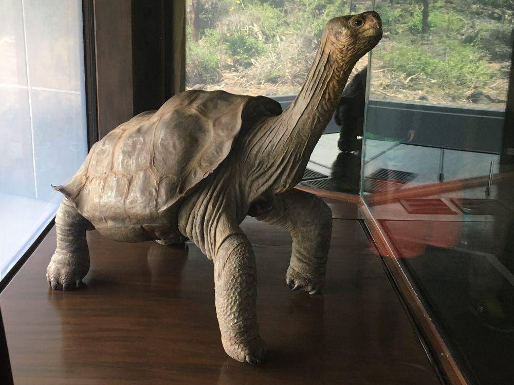 Patung Lonesome George (commons.wikimedia.org/Info2Learn)