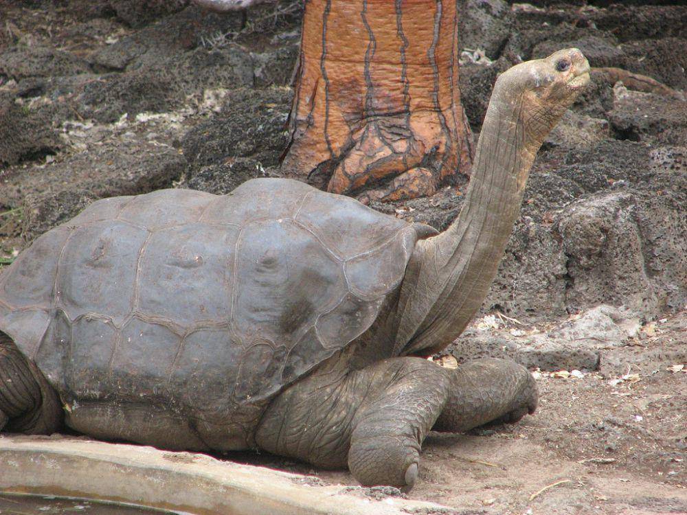 Potret Lonesome George (commons.wikimedia.org/Mike Weston)