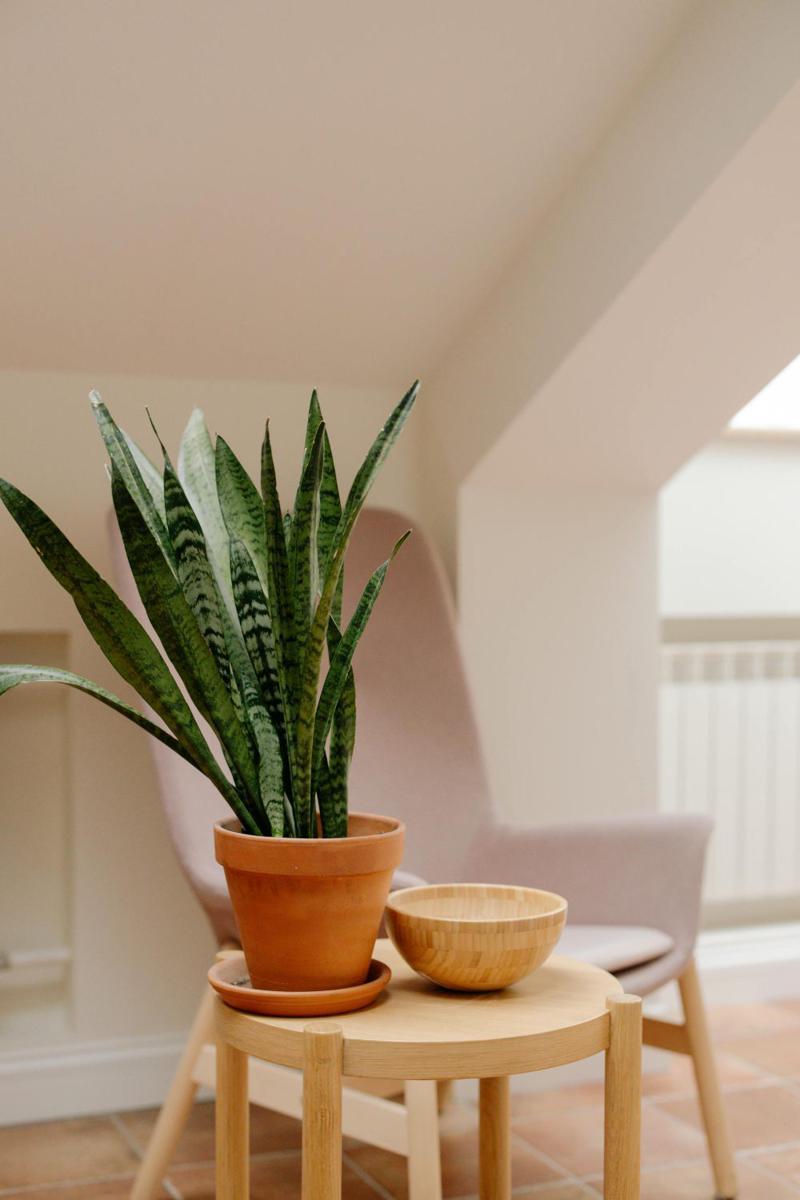 sansevieria zeylanica (pexels.com/cottonbrostudio)