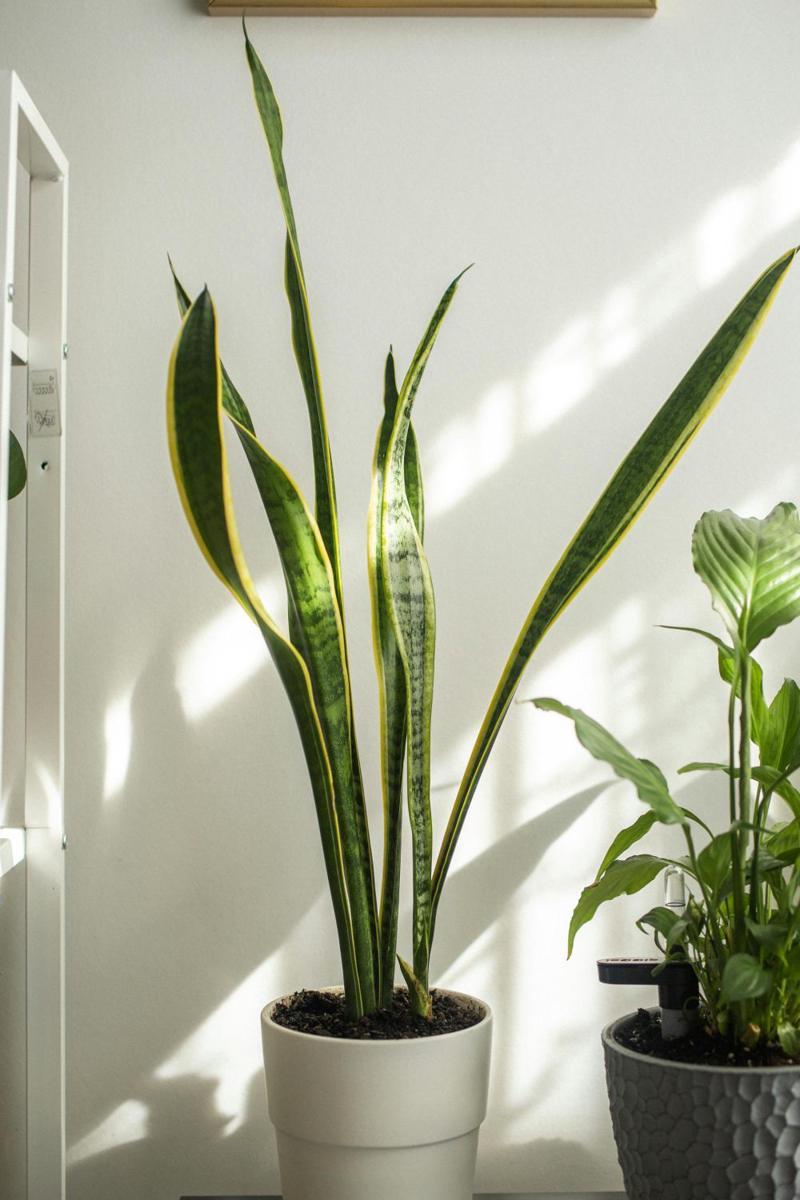 sansevieria trifasciata (pexels.com/VladimirGladkov)