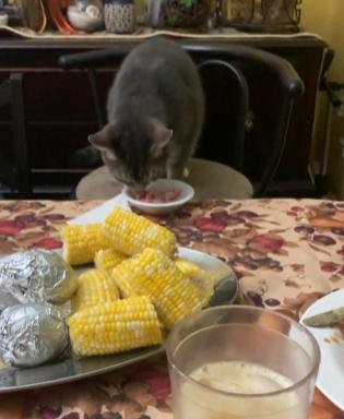 kolase potret kucing ngerti etika makan (reddit.com/-GoldenGoat)