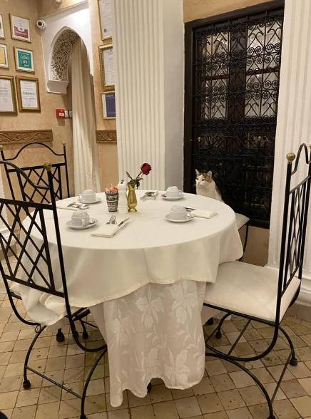 kolase potret kucing ngerti etika makan (reddit.com/MooshGuy)
