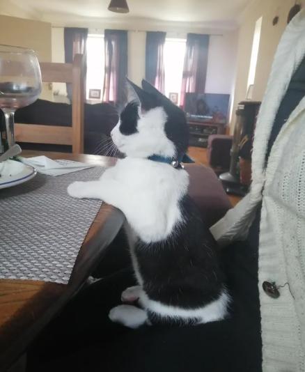 kolase potret kucing ngerti etika makan (reddit.com/oanderson107)