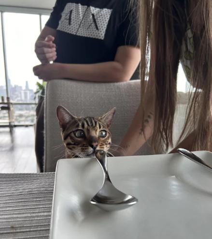 kolase potret kucing ngerti etika makan (reddit.com/YuuK00o)