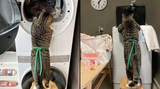 potret kucing melakukan pekerjaan rumah tangga (x.com/PunchingCat)