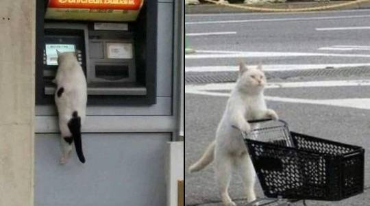 potret kucing melakukan pekerjaan rumah tangga (x.com/PunchingCat)