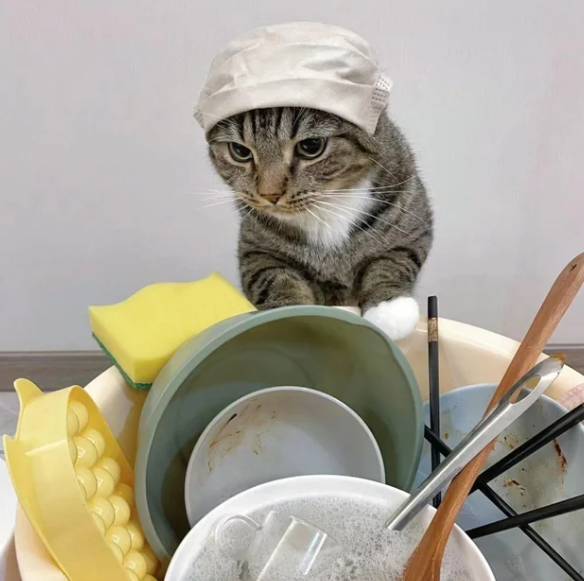 potret kucing melakukan pekerjaan rumah tangga (reddit.com/virginiachasee)