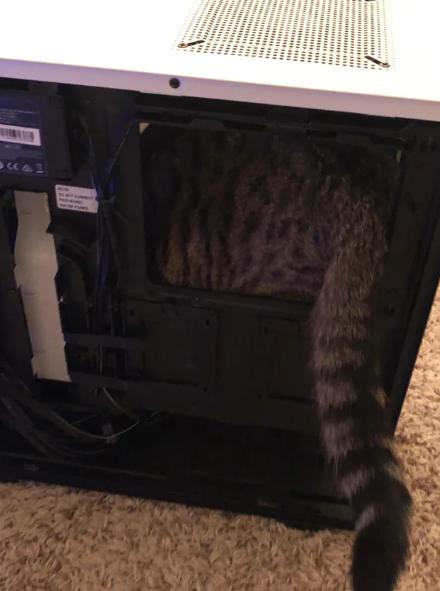 potret kucing di dalam kotak PC (reddit.com/deleted)