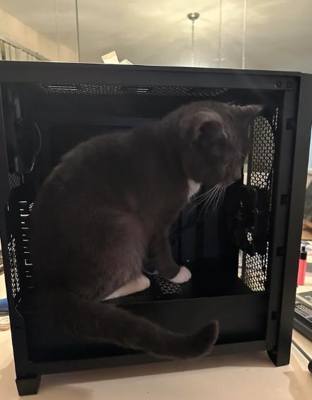 potret kucing di dalam kotak PC (reddit.com/dragon2777)