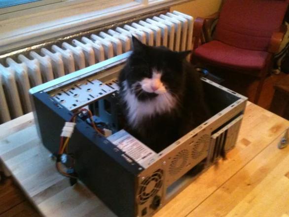 potret kucing di dalam kotak PC (reddit.com/jakeopolis)