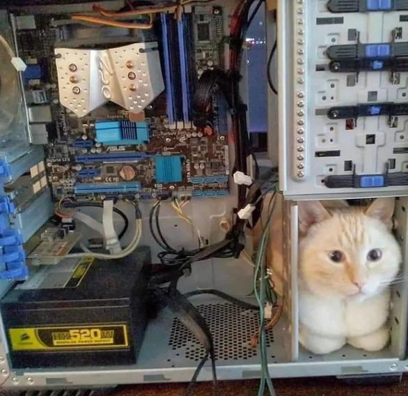 potret kucing di dalam kotak PC (reddit.com/OSRS_Socks)