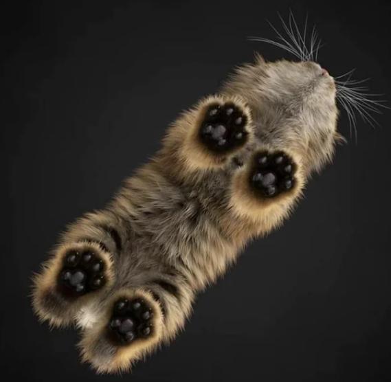 potret paw kucing di balik kucing (reddit.com/Chasith)