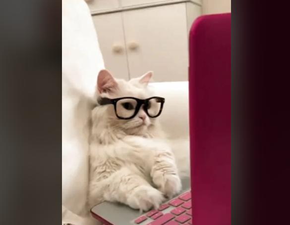 potret kucing bekerja menggunakan kacamata (reddit.com/Every-Entrepreneur98)