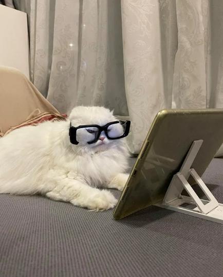 potret kucing bekerja menggunakan kacamata (reddit.com/snoopdog98)